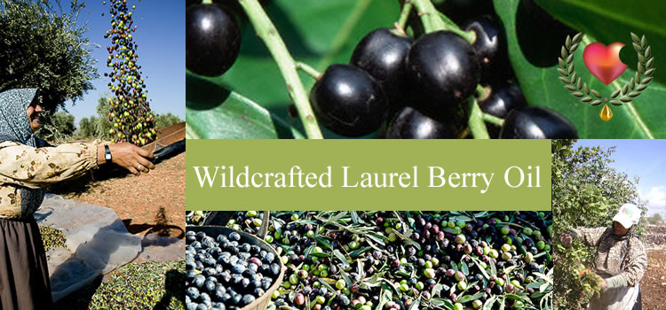 wildcrafted-handmade-laurel-berry-oil